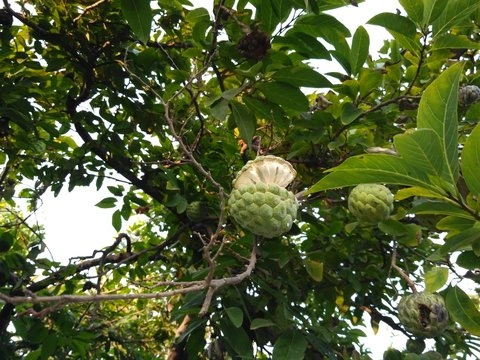 Custard Apple-2