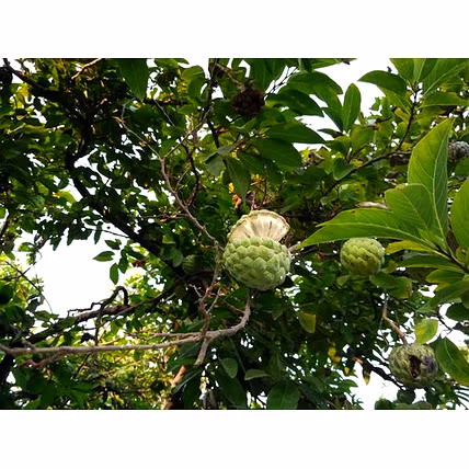 Custard Apple-2