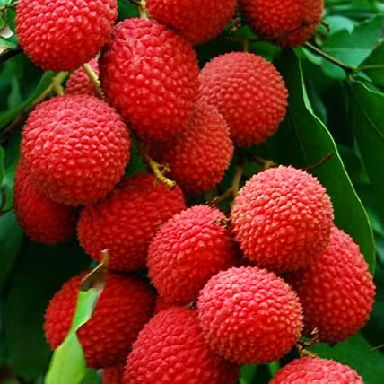 Litchi-2