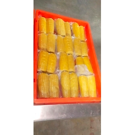 Vaccum packed Corn On Cobs