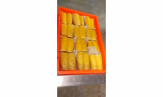 Vaccum packed Corn On Cobs