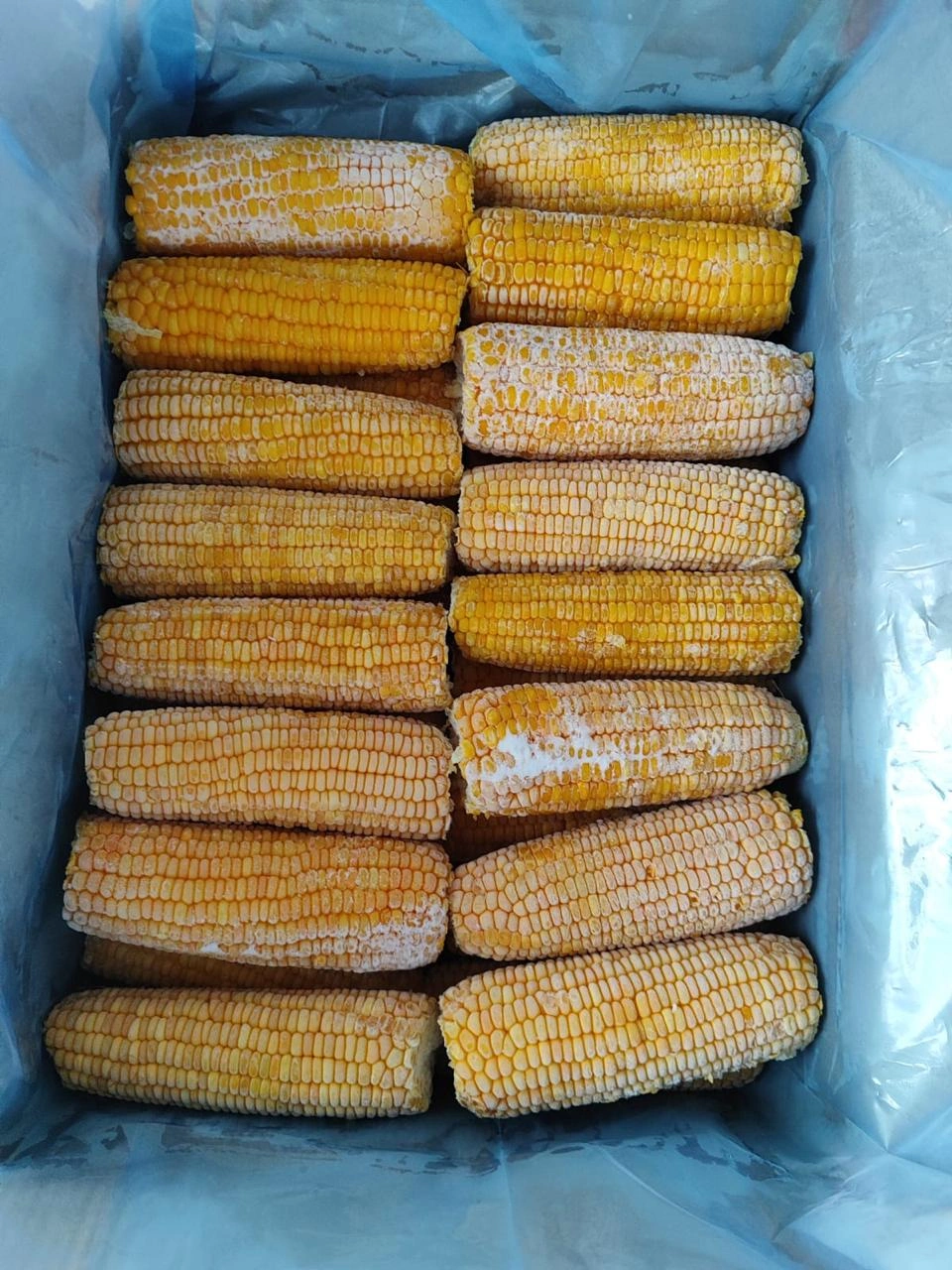 Frozen Corn On cobs-13kgBulkingpacking1kg