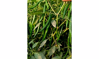 Fresh Chilli