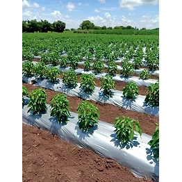 OMSWASTIK Green chilly