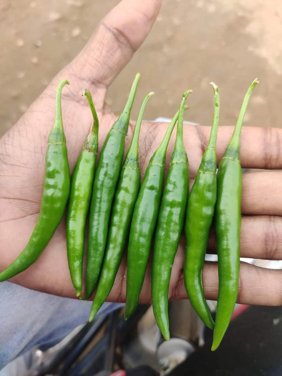 Green chilly-5