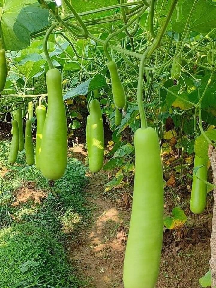 Bottle gourd-12438282