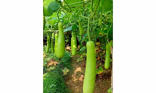 Bottle gourd