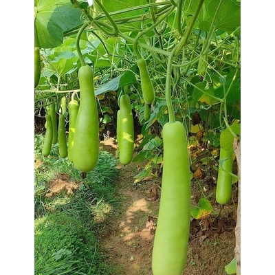 Bottle gourd