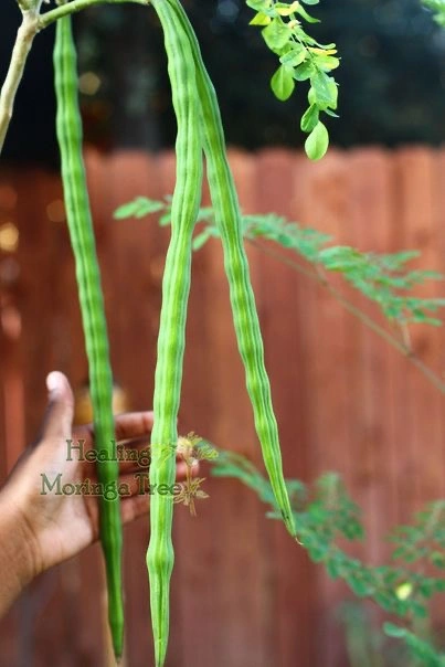 Moringa, drumstick-12438286