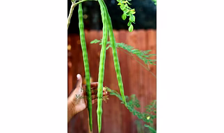 Moringa, drumstick