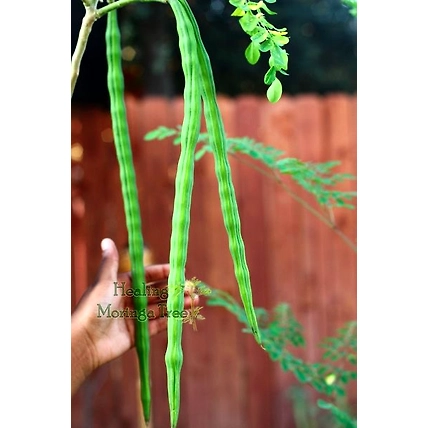 Moringa, drumstick-12438286