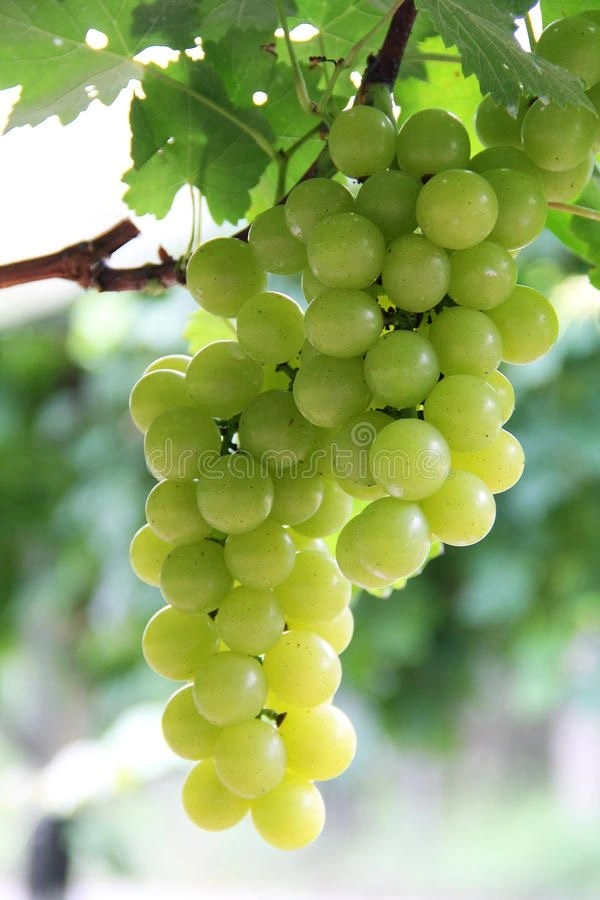 Grapes-12438288