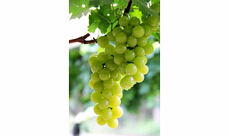 Grapes