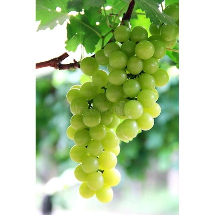 Grapes-12438288