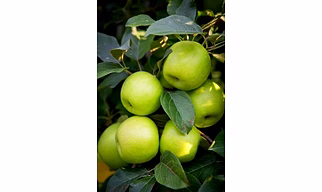 Green apple