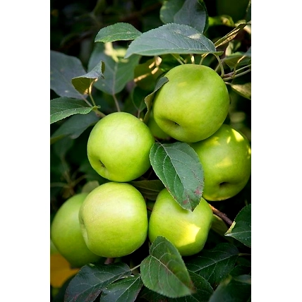Green apple-12438292