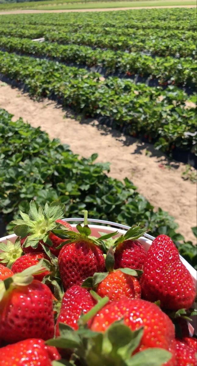Strawberry-12438294