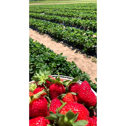 Strawberry-12438294
