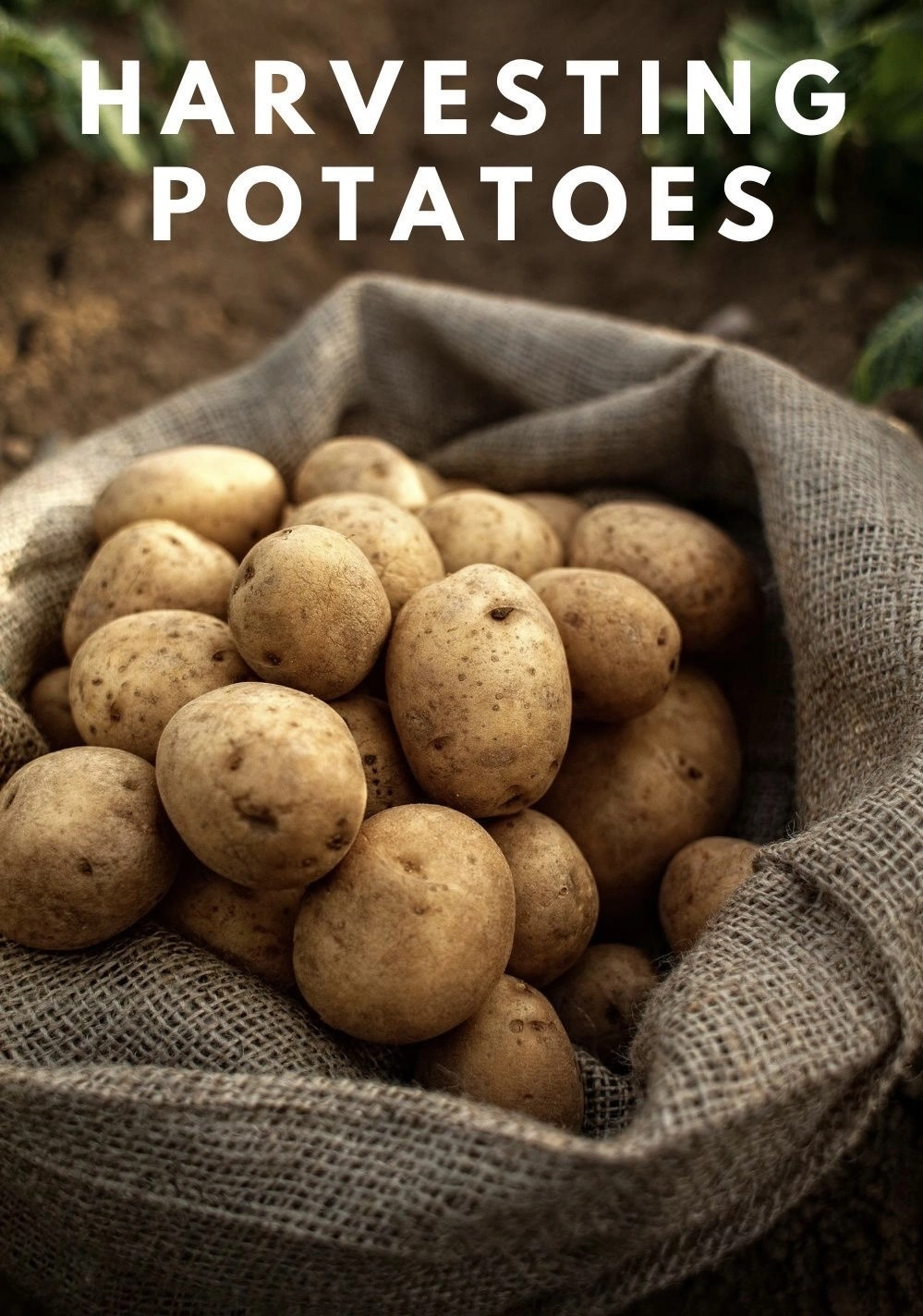 Potatoes-12438296