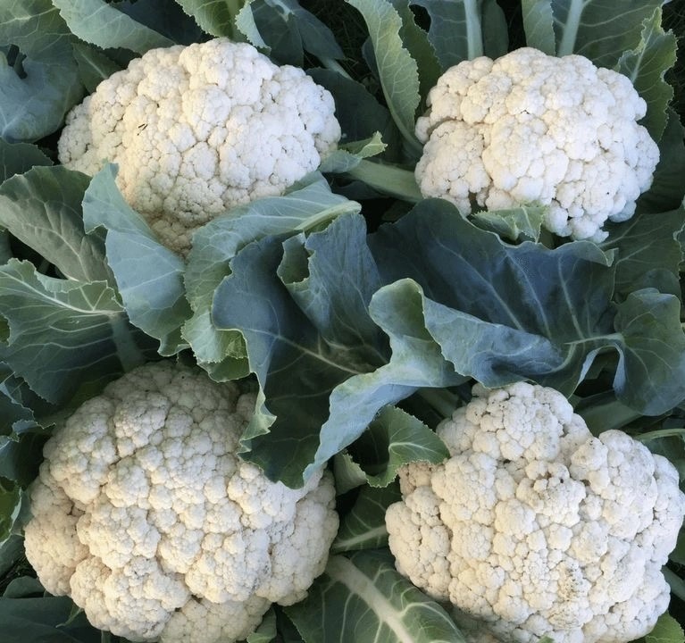 Cauliflower-12438298