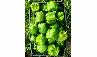 Capsicum