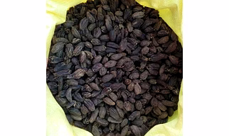 Black cardamom
