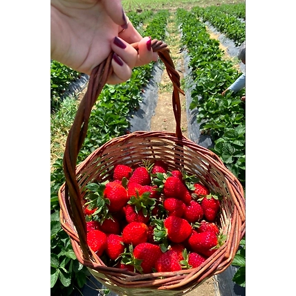 Strawberry-1