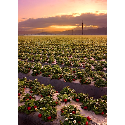 Strawberry-3