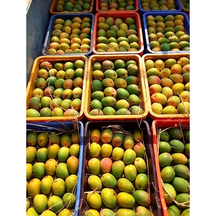 Mangoes-1