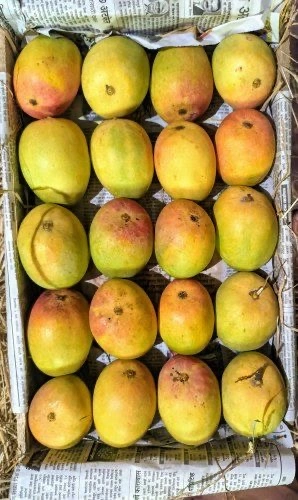 Mangoes-2