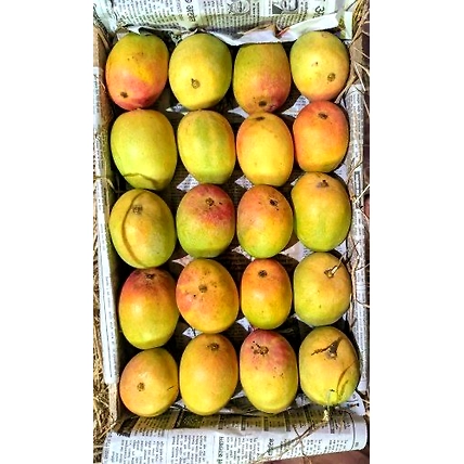 Mangoes-2