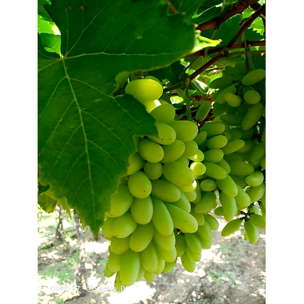 Grapes-1