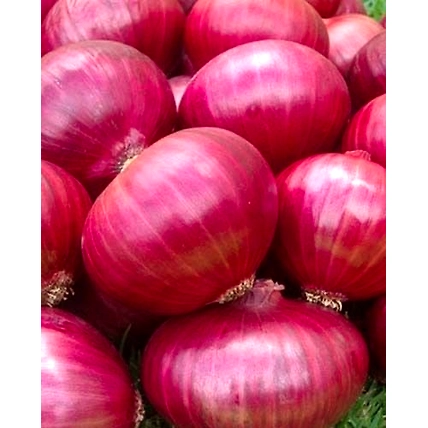 Red onion-3