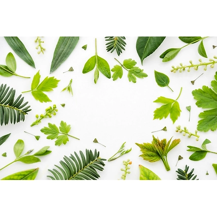 Leaves-12381188