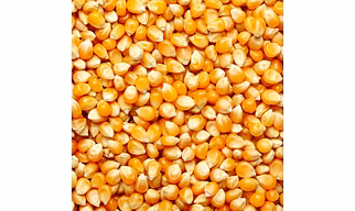 Maize