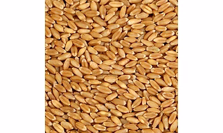 Wheat