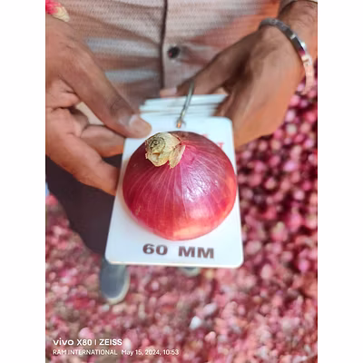 Fresh Onion-5
