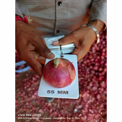 Fresh Onion-6