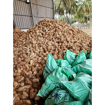 Semi Husk Coconut-7