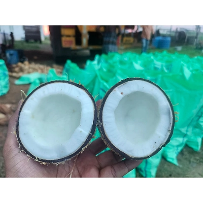 Semi Husk Coconut-6