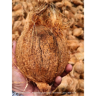 Semi Husk Coconut-5