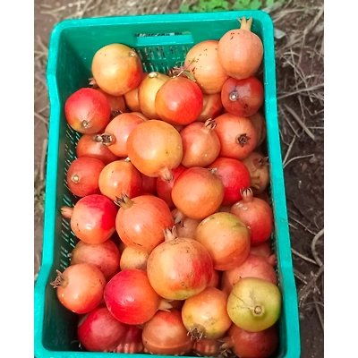 Pomogranate-1