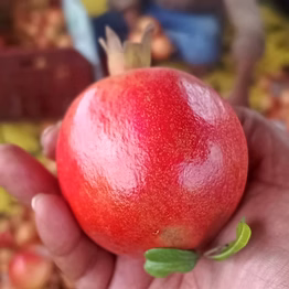 pomogranate