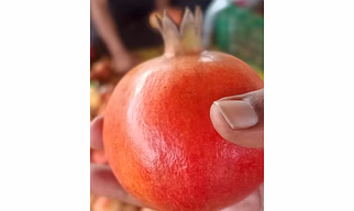 Pomogranate