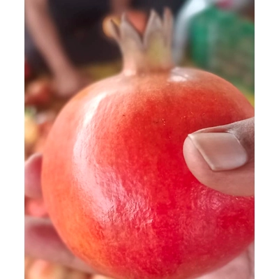 Pomogranate-2
