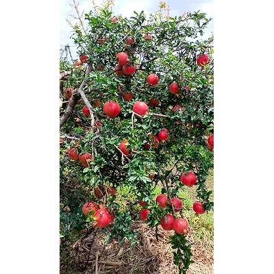 Pomogranate-5