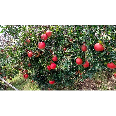 Pomogranate-4