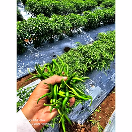 green chilly