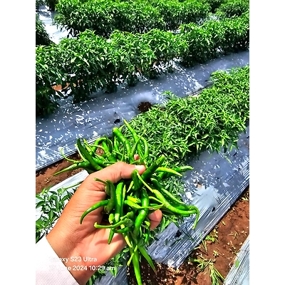 Green Chilly-12542840