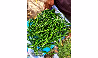 Green Chilly